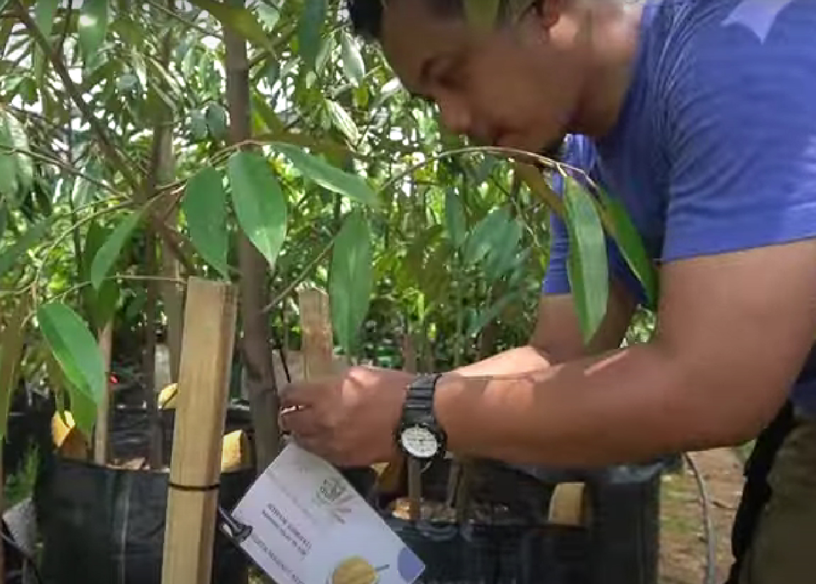 Pemasangan Label Nama Pemilik Kavling pada Bibit Pohon Durian Musangking
